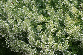 Calamint